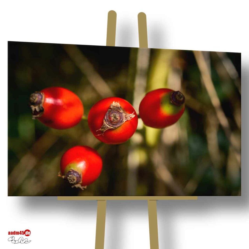 Juist vier Rote Beeren 75x50 cm Canvas