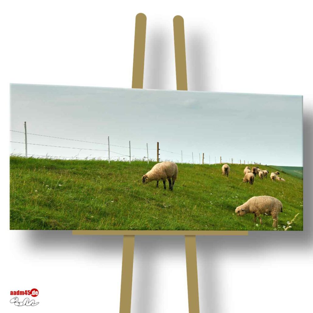 Wremen Schafe auf’m Deich 100x50 cm Canvas