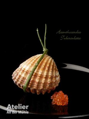 Acanthocardia Tuberculata