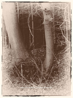 Traumwald Numero 5 © 2011 Ilona Weinhold-Wackernah - 000780