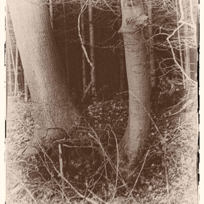 Traumwald Numero 5 © 2011 Ilona Weinhold-Wackernah - 000780