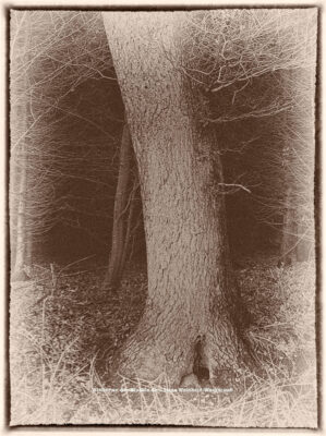 Traumwald Numero 6 © 2011 Ilona Weinhold-Wackernah - 000781