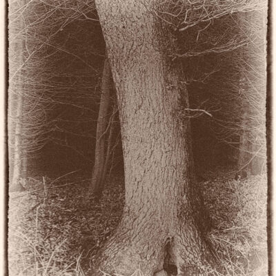 Traumwald Numero 6 © 2011 Ilona Weinhold-Wackernah - 000781