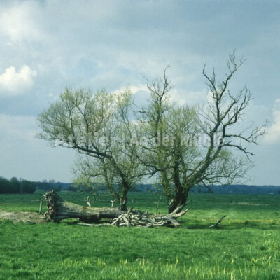 Bad Bederkesa Baum © Im Moor © Ilona Weinhold-Wackernah (VG Bild-Kunst Nr.- 2218881) - 000718.jpg
