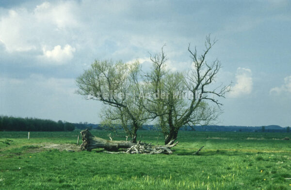 Bad Bederkesa Baum © Im Moor ©  Ilona Weinhold-Wackernah (VG Bild-Kunst Nr.- 2218881) - 000718.jpg