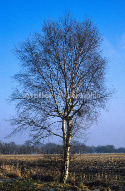Bad Bederkesa Birke im Wintermoor @ Im Moor © 2005 Ilona Weinhold-Wackernah (VG Bild-Kunst Nr.- 2218881) - 000713.jpg