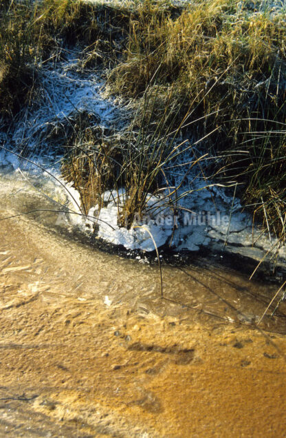 Bad Bederkesa Braunes Wasser @ Im Moor © 2005 Ilona Weinhold-Wackernah (VG Bild-Kunst Nr.- 2218881) - 000709.jpg