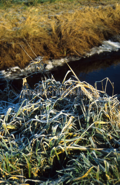 Bad Bederkesa Moorgraben mit Schnee @ Im Moor © 2005 Ilona Weinhold-Wackernah (VG Bild-Kunst Nr.- 2218881) - 000710.jpg
