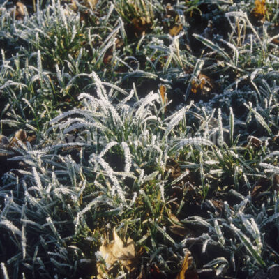 Bad Bederkesa Raureif auf Gras @ Im Moor © Ilona Weinhold-Wackernah (VG Bild-Kunst Nr.- 2218881) - 000714.jpg