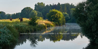 Loxstedt Pferdekoppel © 2013 Adrian J.-G. Wackernah