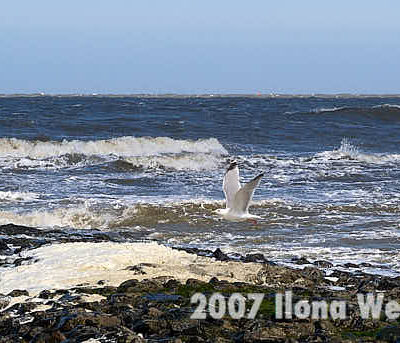 Fotografie Wangerooge Brandung mit Möwe © 2007 Ilona Weinhold-Wackernah