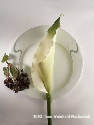 Fotografie ZauberCalla An Beeren © 2003 Ilona Weinhold-Wackernah