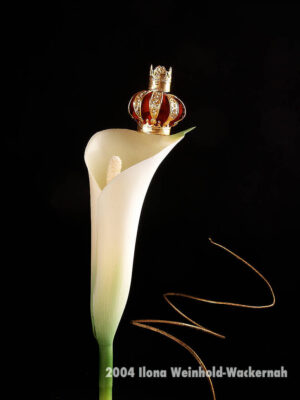 Fotografie ZauberCalla Blütenkönigin © 2004 Ilona Weinhold-Wackernah