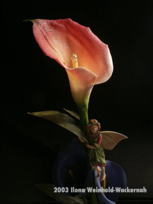 Fotografie ZauberCalla Elfenschatz © 2003 Ilona Weinhold-Wackernah