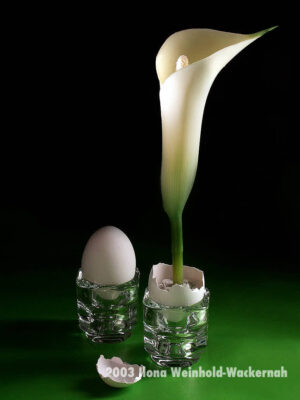 Fotografie ZauberCalla Frisch geschlüpft © 2003 Ilona Weinhold-Wackernah