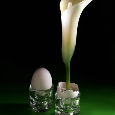 Fotografie ZauberCalla Frisch geschlüpft © 2003 Ilona Weinhold-Wackernah