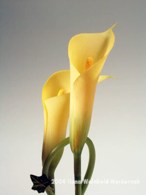 Fotografie ZauberCalla Frühlingserwachen © 2004 Ilona Weinhold-Wackernah