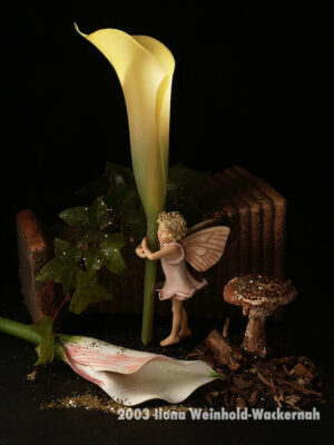 Fotografie ZauberCalla Helles Licht © 2003 Ilona Weinhold-Wackernah