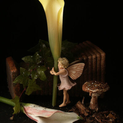 Fotografie ZauberCalla Helles Licht © 2003 Ilona Weinhold-Wackernah