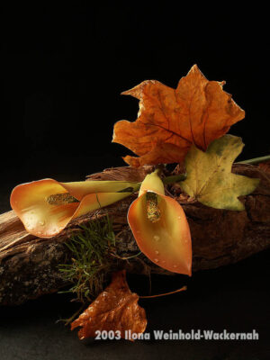 Fotografie ZauberCalla Herbststimmung © 2003 Ilona Weinhold-Wackernah