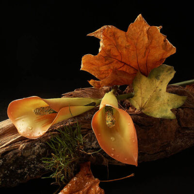 Fotografie ZauberCalla Herbststimmung © 2003 Ilona Weinhold-Wackernah