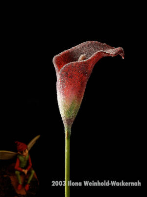 Fotografie ZauberCalla Kühler Zauber © 2003 Ilona Weinhold-Wackernah