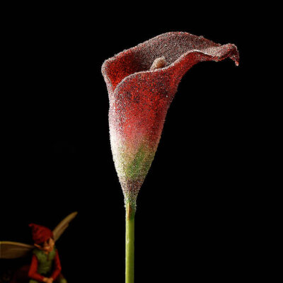 Fotografie ZauberCalla Kühler Zauber © 2003 Ilona Weinhold-Wackernah