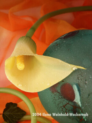 Fotografie ZauberCalla Pulsierendes Leben © 2004 Ilona Weinhold-Wackernah