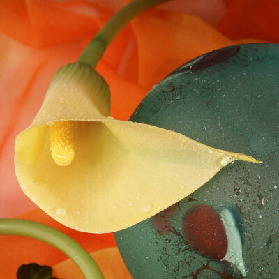 Fotografie ZauberCalla Pulsierendes Leben © 2004 Ilona Weinhold-Wackernah