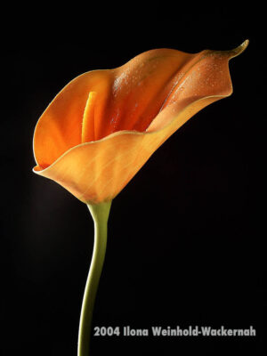 Fotografie ZauberCalla Sunrise © 2004 Ilona Weinhold-Wackernah