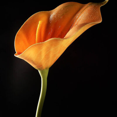 Fotografie ZauberCalla Sunrise © 2004 Ilona Weinhold-Wackernah