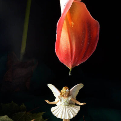 Fotografie ZauberCalla Tautropfen © 2004 Ilona Weinhold-Wackernah