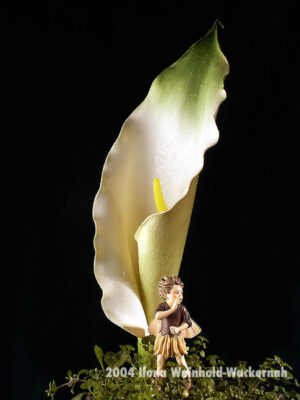 Fotografie ZauberCalla Versteckspiel © 2004 Ilona Weinhold-Wackernah
