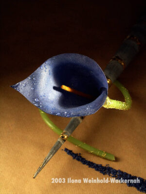 Fotografie ZauberCalla Windungen © 2003 Ilona Weinhold-Wackernah
