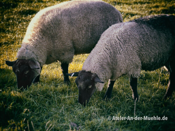 Zwei Schafe © Ilona Weinhold-Wackernah (VG Bild-Kunst Nr.: 2218881) - https://atelier-an-der-muehle.de