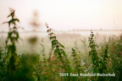 Fotografie Bramel Brenn-Nessel-Nebel © 2009 Ilona Weinhold-Wackernah