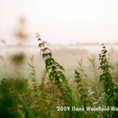 Fotografie Bramel Brenn-Nessel-Nebel © 2009 Ilona Weinhold-Wackernah