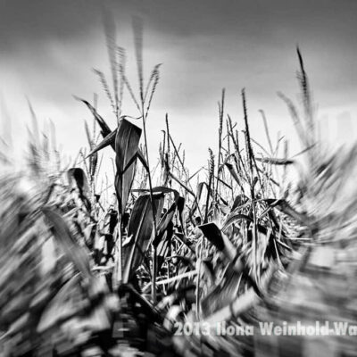 Fotografie Bramel Dynamik 01 © 2013 Ilona Weinhold-Wackernah