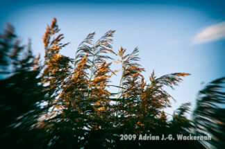 Fotografie Bramel Soft-Focus-Blue © 2009 Adrian J.-G. Wackernah