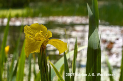 Fotografie Wangerooge Wasserblume © 2007 Adrian J.-G. Wackernah