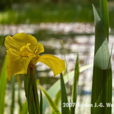 Fotografie Wangerooge Wasserblume © 2007 Adrian J.-G. Wackernah