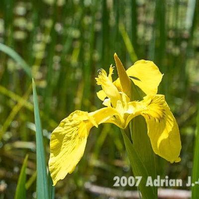Fotografie Wangerooge Wasserblume © 2007 Adrian J.-G. Wackernah