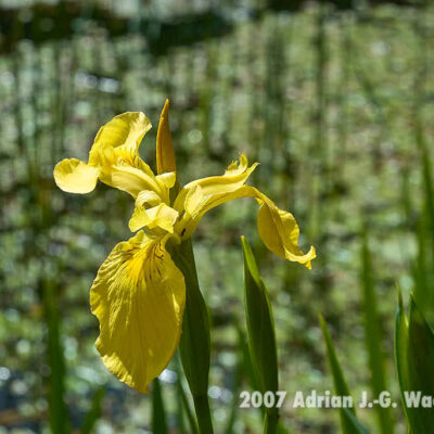 Fotografie Wangerooge Wasserblume © 2007 Adrian J.-G. Wackernah
