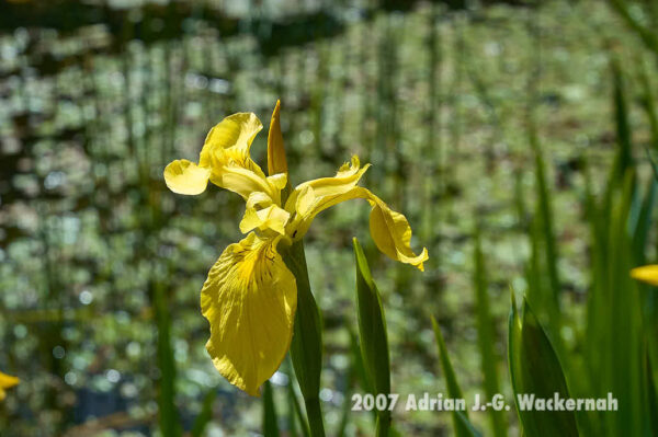 Fotografie Wangerooge Wasserblume © 2007 Adrian J.-G. Wackernah