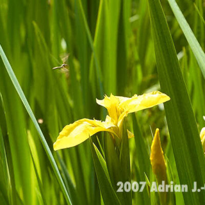 Fotografie Wangerooge Wasserblume © 2007 Adrian J.-G. Wackernah