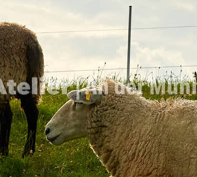 Fotografie Wremen Schafe © 2013 Adrian J.-G. Wackernah - 001037