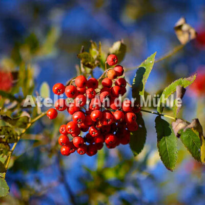 Fotografie Bramel Vogelbeeren © 2013 Adrian J.-G. Wackernah - 001060