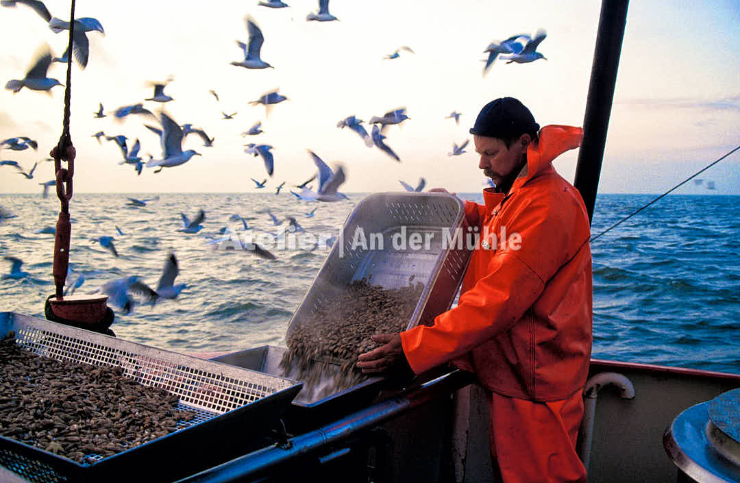 Fotografie Dorum Die Garnele und das Meer verkauft