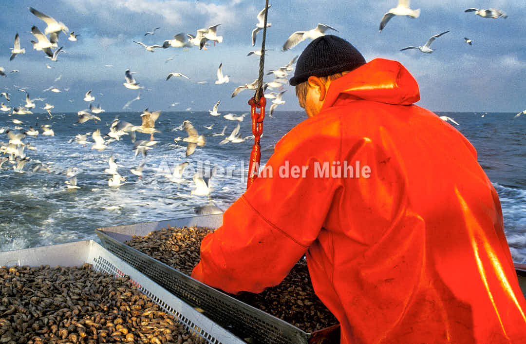 Fotografie Dorum Die Garnele und das Meer © 2004 Ilona Weinhold-Wackernah - 000429