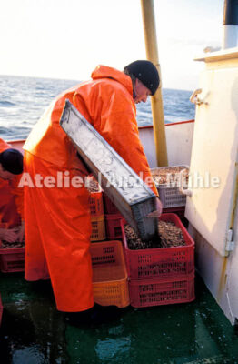 Fotografie Dorum Die Garnele und das Meer © 2004 Ilona Weinhold-Wackernah - 000431